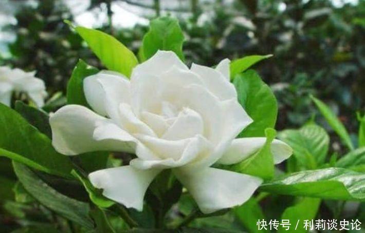 家养几款植物,娇小不占地,浇点水就呼呼长,开花满盆