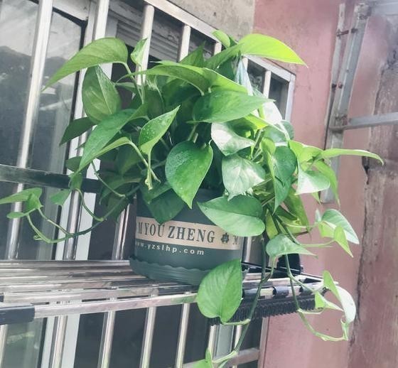 成活|绿萝扦插不成活?只需记住1个“点”,新手都能扦插一棵活一棵!