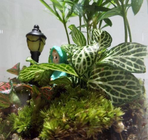 这花真好养,叶子沾点水就能活,7天爆满一大缸