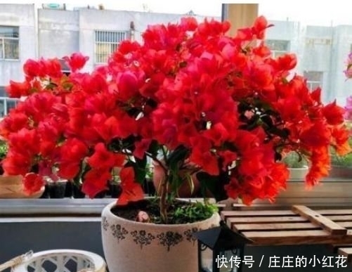 4种花是花界的“傲娇女王”,花朵美轮美奂,你一定会喜欢!