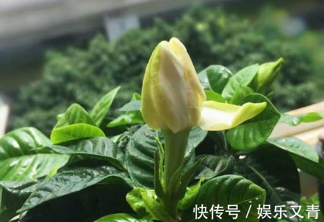 为何在夏季分盆的栀子花,茎干绿油油,就是不发芽,该怎么办