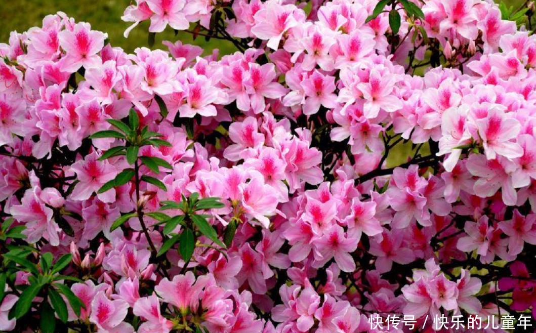 让我告诉你|懒人也能养活的几种花，不管开花更多，扔在阳台上，花朵不断开