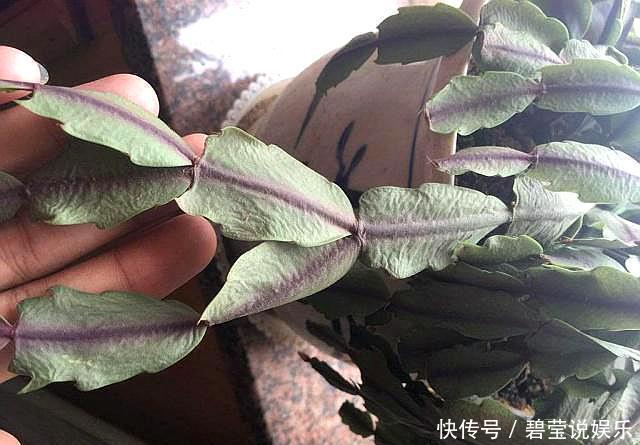 蟹爪兰长出新叶是红色,要分情况对待,对症下药,来年才会开满花