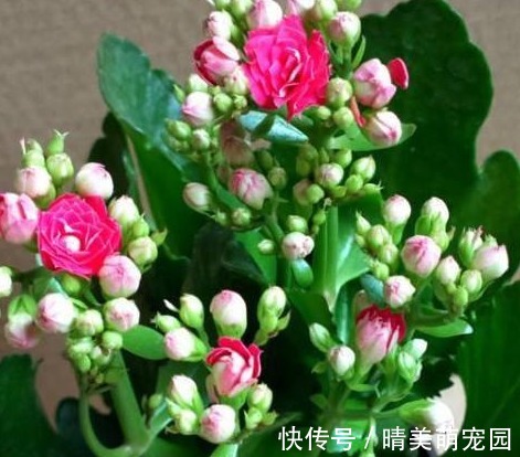 狠心|长寿花冒出花苞后，狠一狠心，才能爆盆！