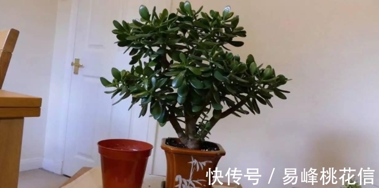 【值得收藏】集合常见的养花问题,帮分析病因、解决方法