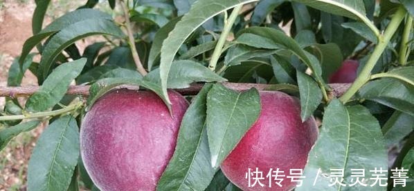 空地|家里有空地的,此树种上两棵,果肉甜美,抗旱耐冻易打理!