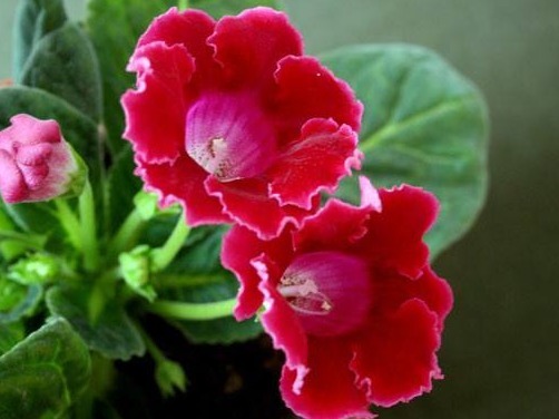 此“阴暗花”,暗光也能旺,花开似玫瑰,比牡丹更好养,开150天