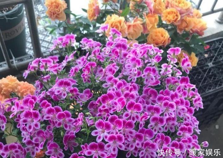 适合庭院养护的几款花卉,开花艳丽惹人爱,花园变花海