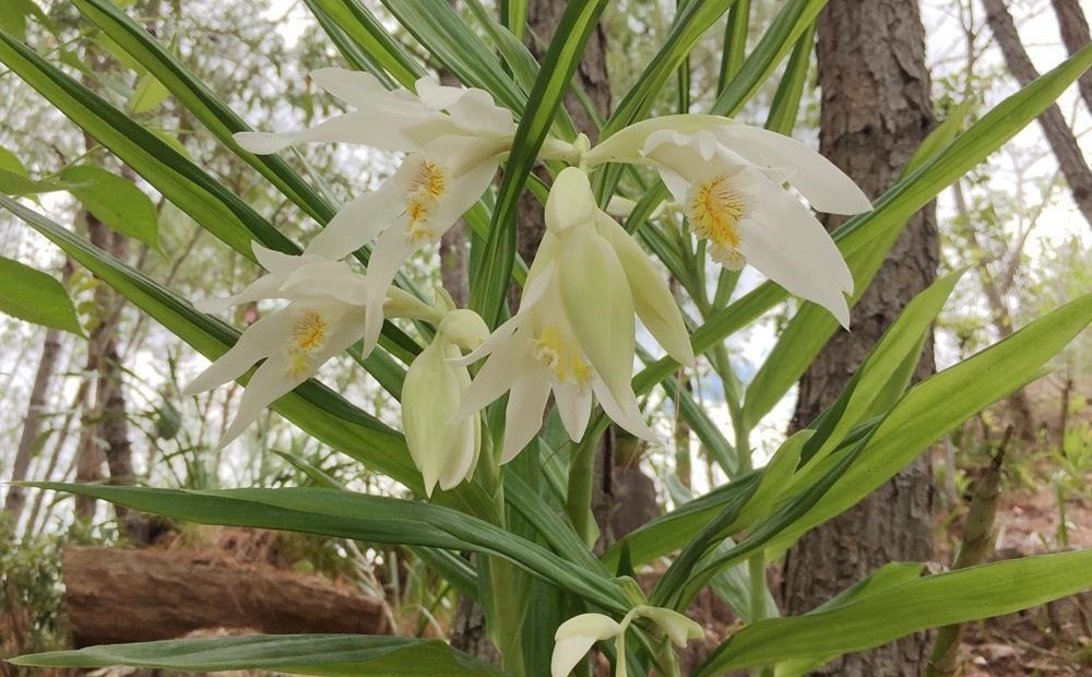 兰花喜欢“三垃圾”,土里埋一点,不烂根猛窜芽,爆出一圈大花苞