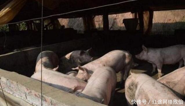 农民的猪舍下发现文物,考古队等了20年,挖出一件国宝!