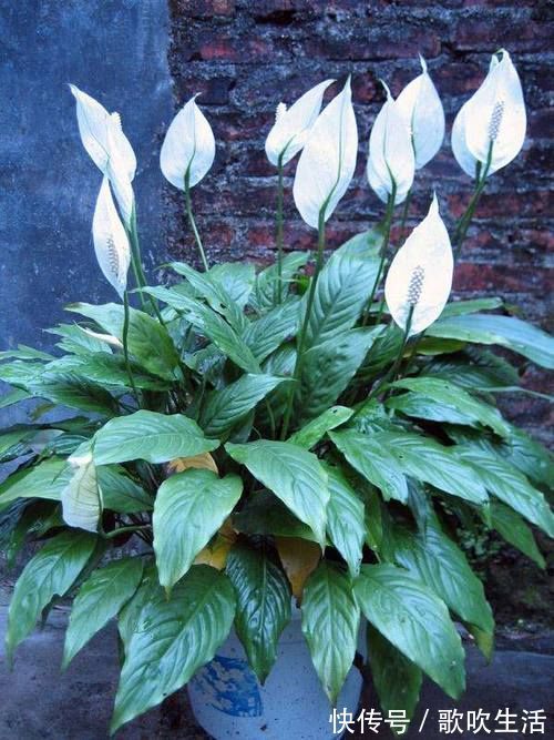 聪明人爱养的4种花，有的寓意好，有的净化能力强，你在养吗