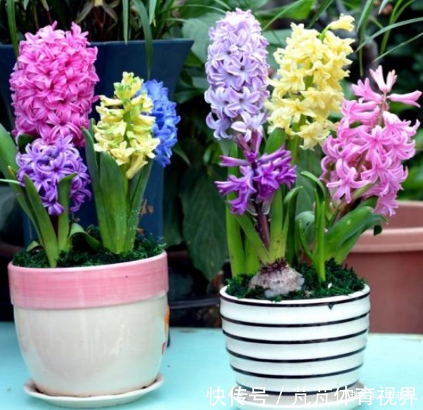 提醒:这12种“漂亮花”,不适合养在室内,别不当回事