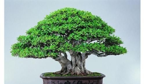 阳台再小,也要养3种花,小盆就能养,盆小水少长得快!