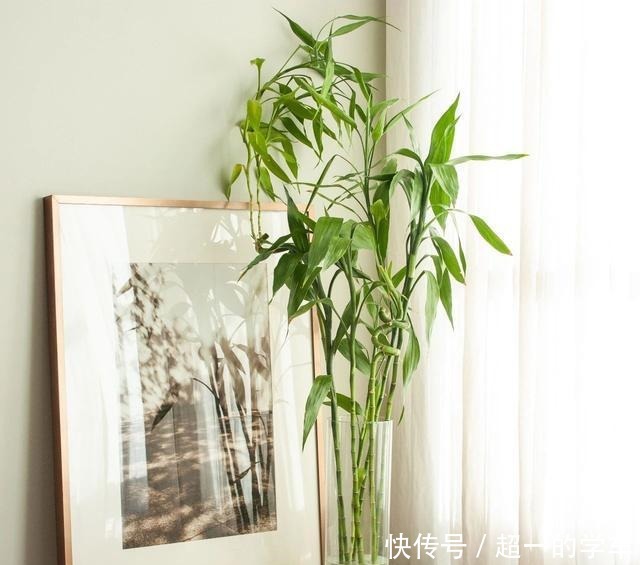 卫生间里少不了8种植物，水培土培都可以，阴凉潮湿处容易养好！