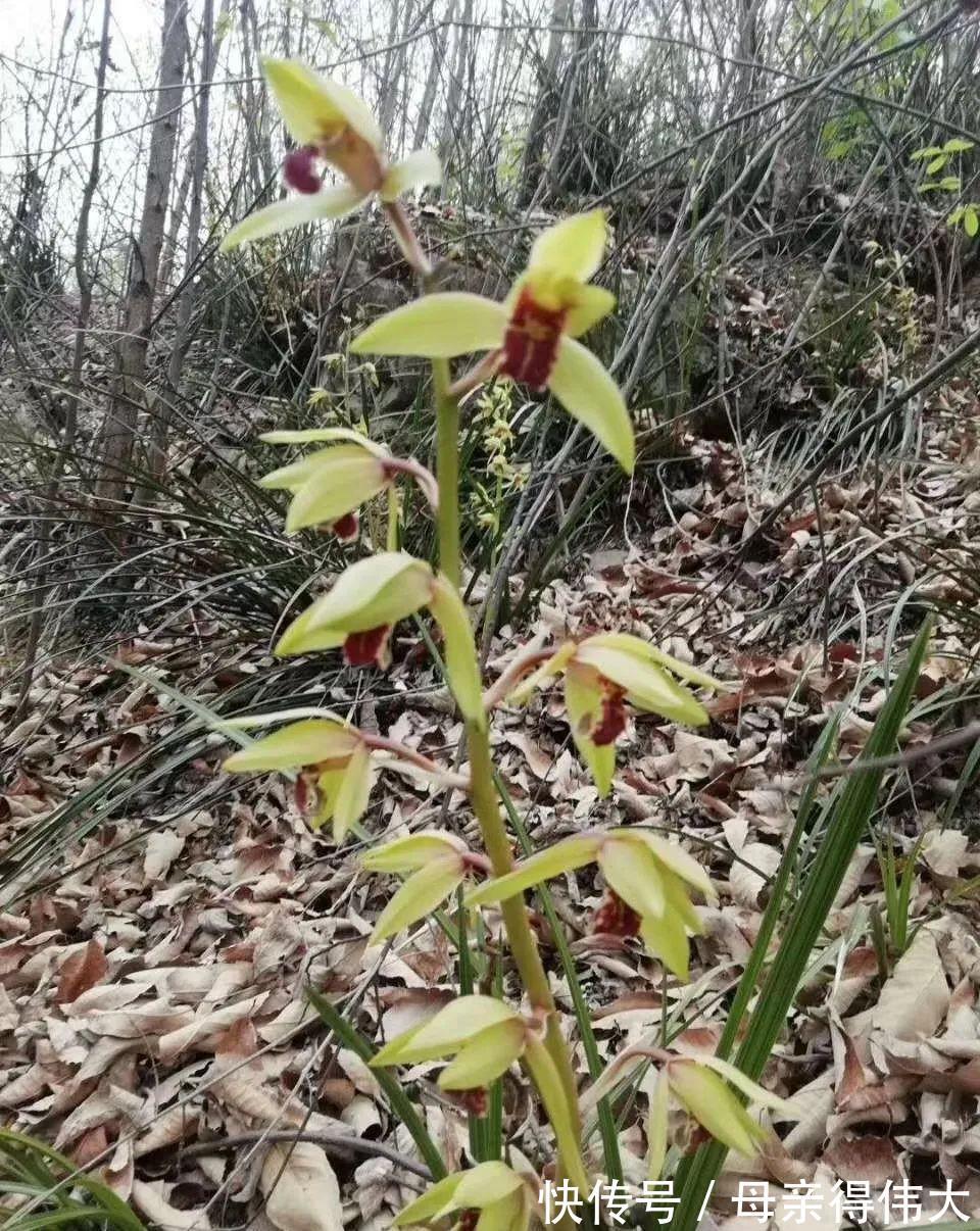 台友|行走在兰花出没的山间峡谷，深度分析兰花的原生环境！