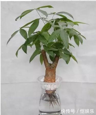 君子兰、发财树烂根了别着急把它如此丢水里,没几天就长满了根