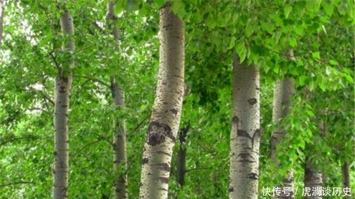杨树|俗语:“生不睡柳,死不睡杨”,背后的科学道理你们知道吗?
