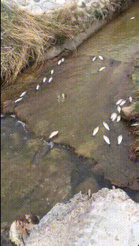 |搞笑GIF:为什么不让我吃一口热乎的,天冷了,我不想只喝汤啊