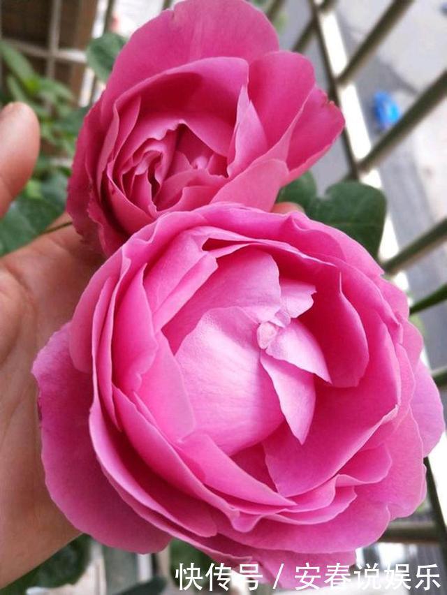 月季“饿”了,有预兆,吃饱,才能开花好