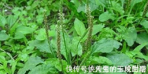 草药茶|咽炎不断咳嗽,农村老妈泡了25元一斤的草药茶,一下就舒服多了