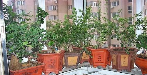 养花就用“它”,比生根水、生根粉要厉害“1倍”,养啥都能旺