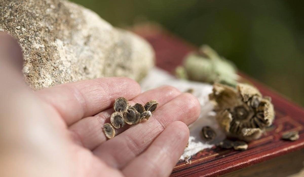 植物|此花才是真正的“长寿花”，1粒种子埋土里，一活就是50年