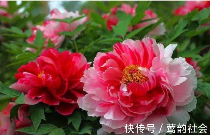 漂亮又好养的“4种花”，比玫瑰好看，天气越热，开花越漂亮