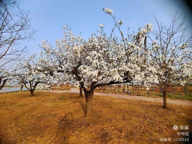 潴龙河畔梨花开