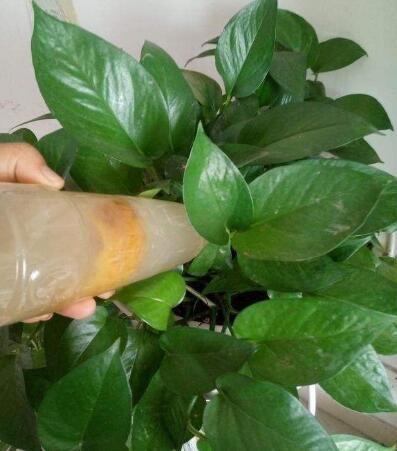 邻居养绿萝,只浇1种水,养3个月,新芽嗖嗖冒,爆盆了!