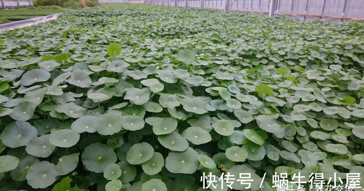 新手|水陆两栖的铜钱草,掌握三大技巧,园艺新手也能养好它