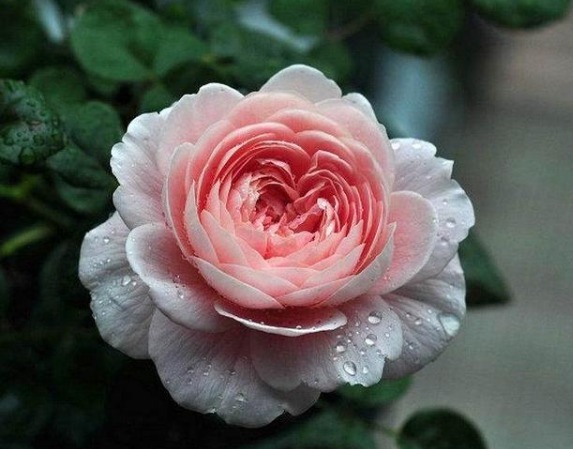 喜欢菊花,不如养盆“玫瑰精品”瑞典女王,气质优雅,女王范儿