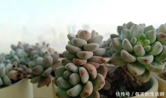 劳尔这样养,爆盆容易植株壮,叶片肥厚红晕浓,尽显欧洲文艺范儿!