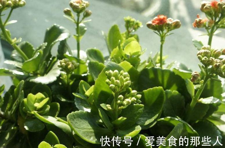 入冬养长寿花，做好此5点，花期长花色艳，花朵易爆盆