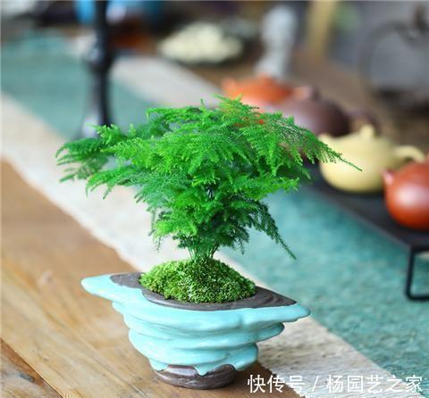 蹭蹭|养文竹浇水要小心,注意3个方法,不黄叶、不烂根,蹭蹭长