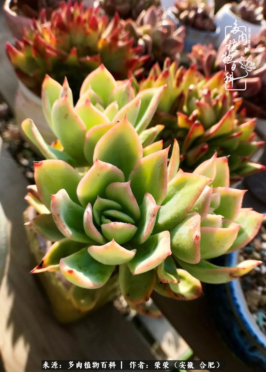 金秋时节，变化带来的惊喜不正是养肉的乐趣所在么！