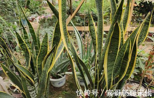 养护|养虎皮兰有“4忌”,难怪不爆侧芽,了解掌握长势旺