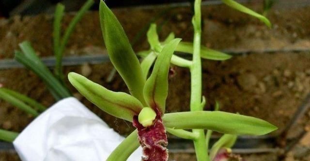 美过荷花，香过桂花，一年四季花开不断，连玫瑰都自愧不如