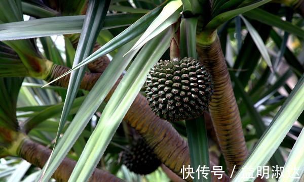 种植|南方这种水果,酷似菠萝,味甜多汁,营养价值高,少有人吃过