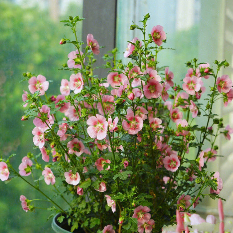 养花就养个花期长的，花大色艳，清新脱俗，懒人最爱