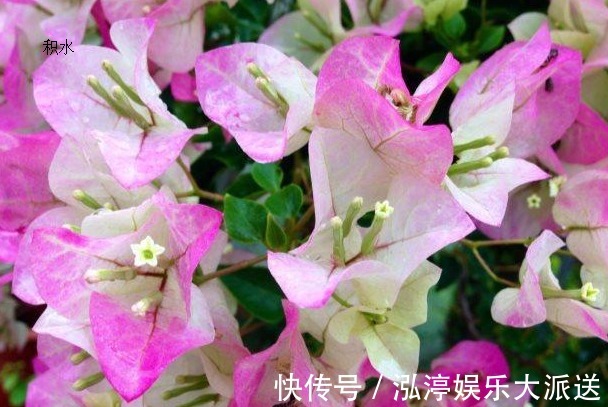 施肥|萌新三角梅夏季该如何养护三角梅夏季的养殖方法和注意事项