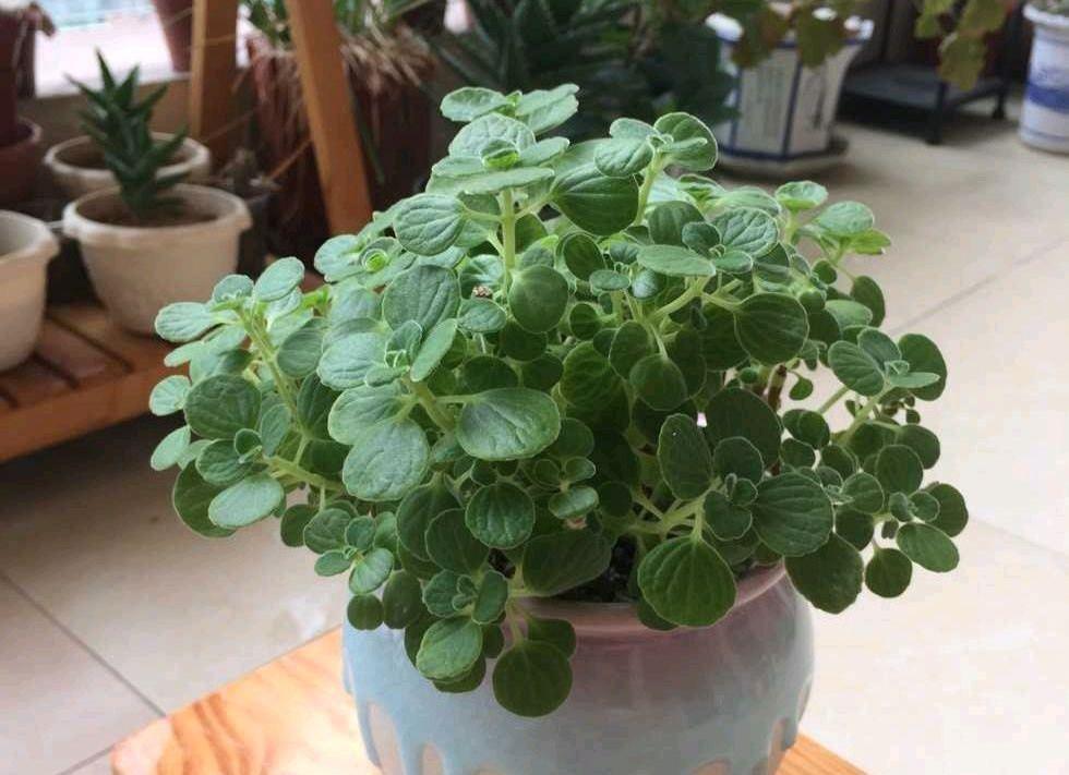 春天养盆它,可爱又芳香,提神醒脑,找个枝条扦插即活