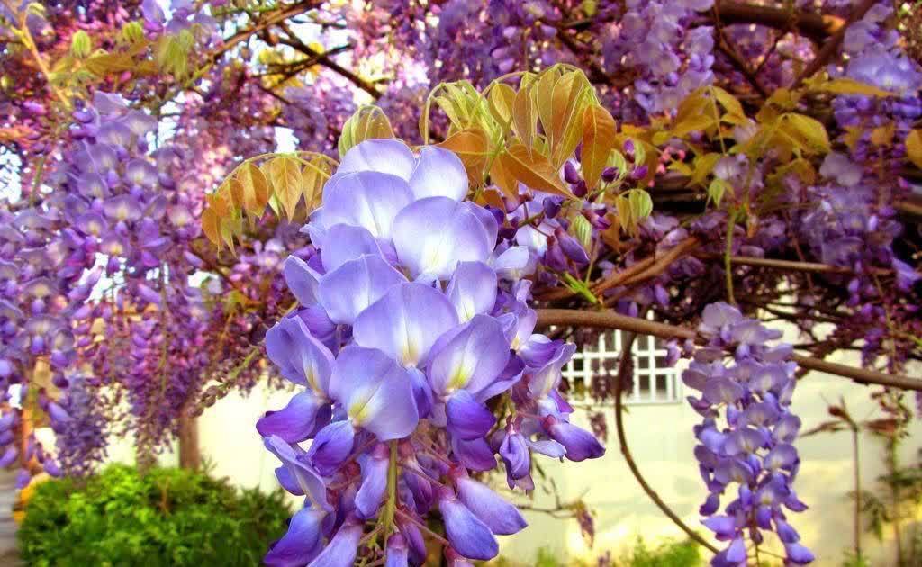 在庭院里,种几棵攀缘植物,有点阳光就开花,一片花海