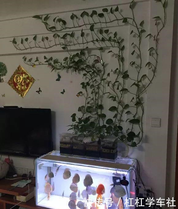 养绿萝“拉一拉”,长得满屋都是,4个方法一学就会!