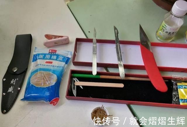 叶仙|蟹爪兰插萝卜上,也能嫁接?这波操作还是头一回见