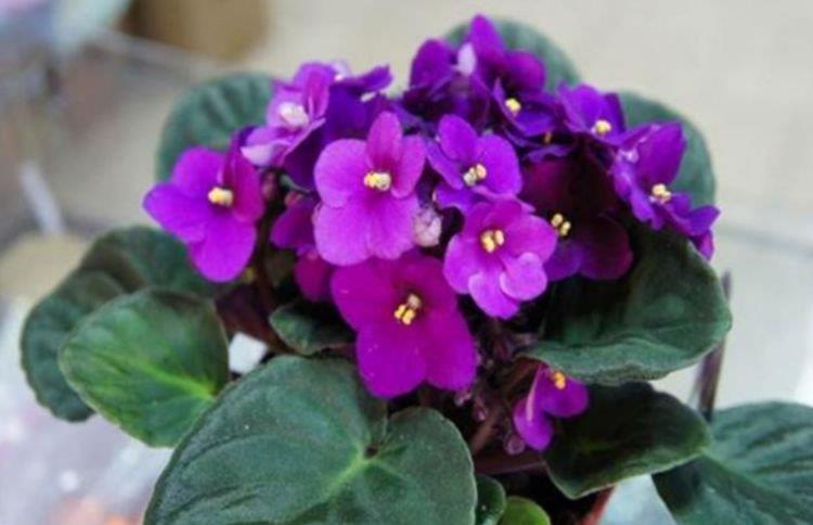 养花就养4种花,好养易活花量大,招财又纳福,谁养谁喜欢