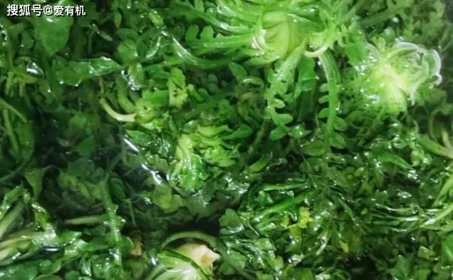 野菜|这种野菜馅的包子,比韭菜馅肉包还好吃,春天一吃就上瘾