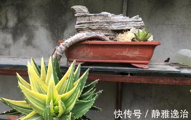 施肥|10年芦荟老桩，做成盆景超级好看，观赏价值特别高