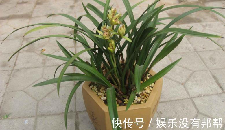 习性|室内养兰花盆栽,摆在哪里更合适?阳台就不错