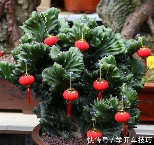 镇宅盆栽“玉麒麟”,做好4点长的旺又快,威武霸气“传家宝”!