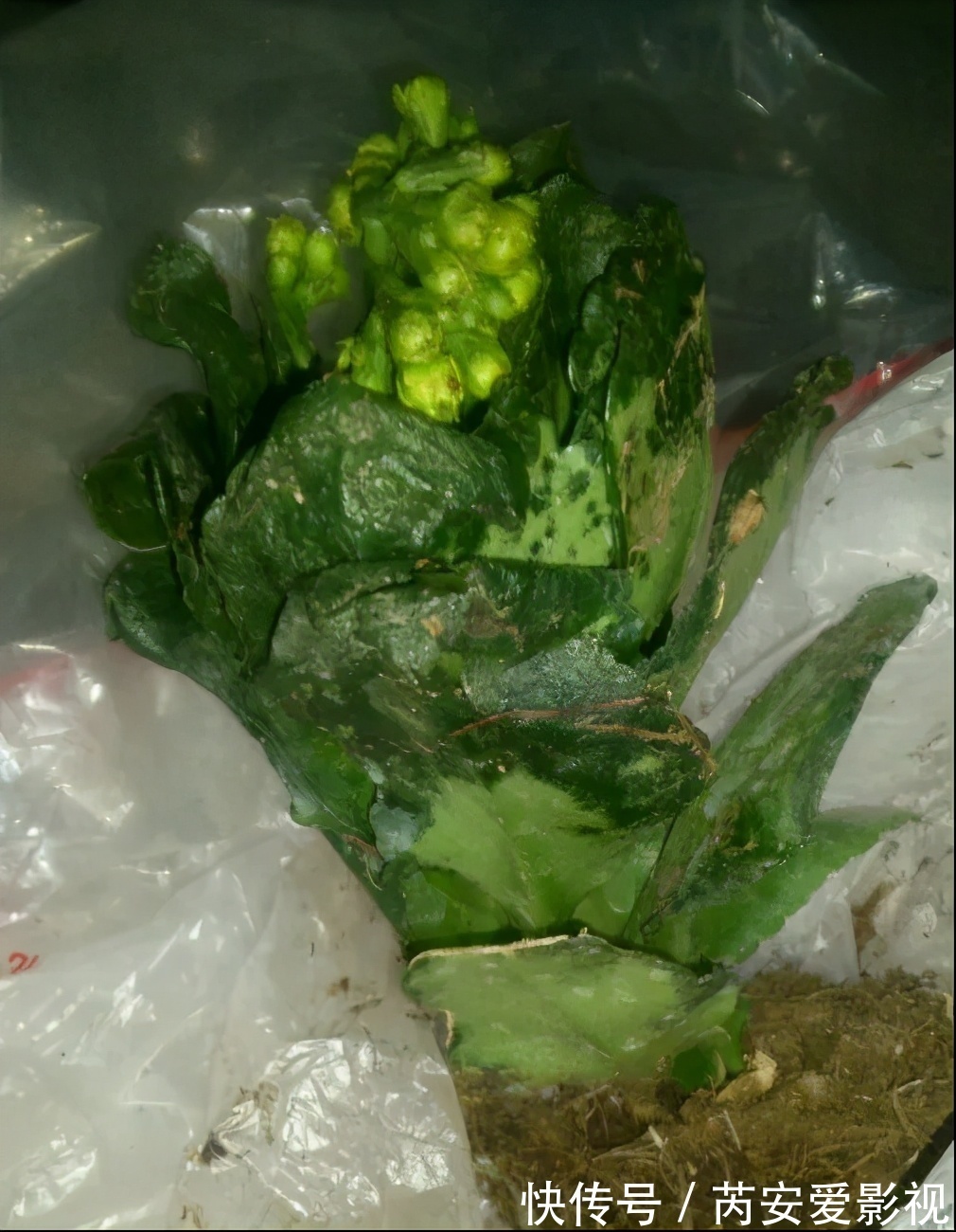 长寿花有3大忌,室内养护得避开,根系壮植株肥开花还旺